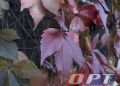 В Оренбуржье ожидаются заморозки