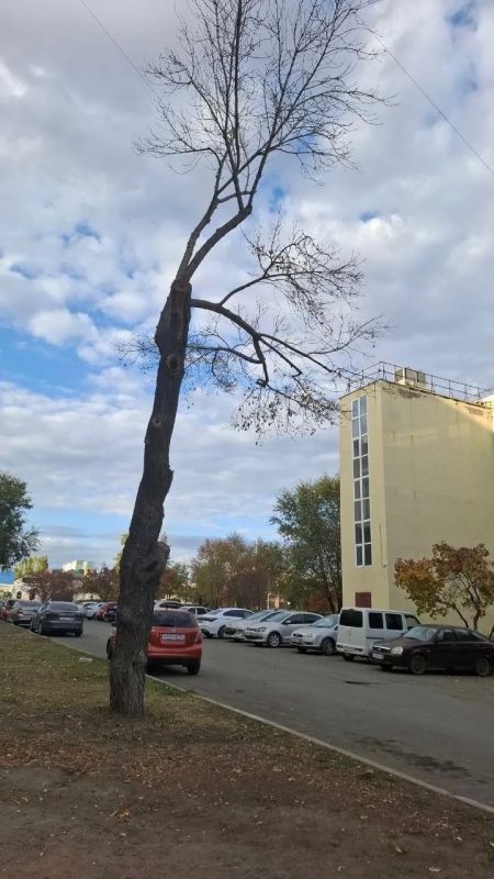«Ждем, пока на голову упадет?»: В Оренбурге около детской поликлиники стоит сухое дерево