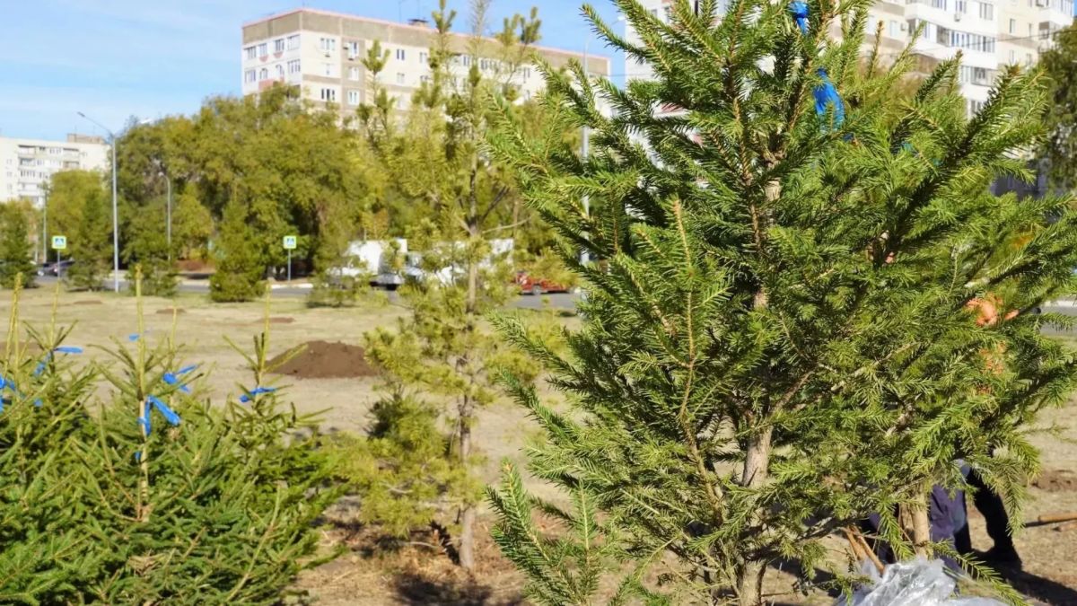 Больше 30 елей украсили сквер имени Александра Прохоренко в Оренбурге Больше 30 елей украсили сквер имени Александра Прохоренко в Оренбурге