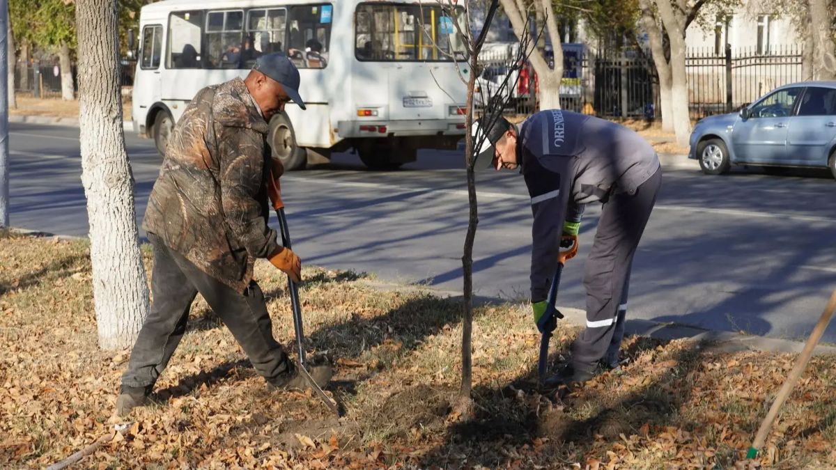 Более 60 ясеней высадили на проспекте Дзержинского в Оренбурге Более 60 ясеней высадили на проспекте Дзержинского в Оренбурге