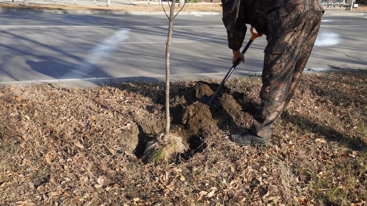 Более 60 ясеней высадили на проспекте Дзержинского в Оренбурге Более 60 ясеней высадили на проспекте Дзержинского в Оренбурге