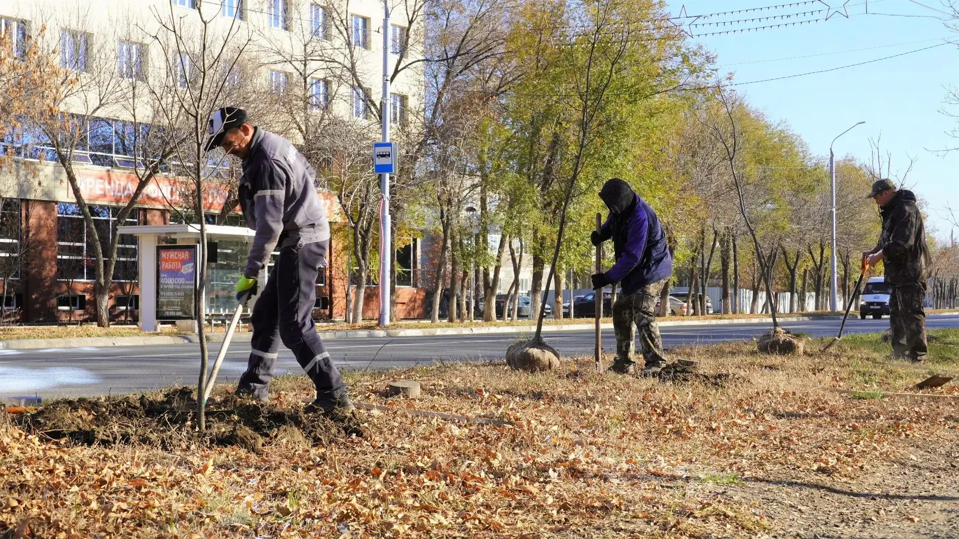 Более 60 ясеней высадили на проспекте Дзержинского в Оренбурге