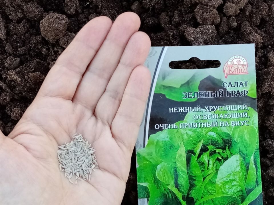 Салаты, которые покоряют: оценка «Контраста» и «Зеленого графа»