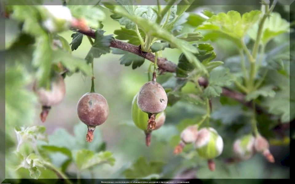 Как огородникам использовать проверенные методы для защиты своих растений