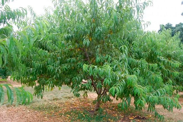 Секреты успешного выращивания персика Ветеран