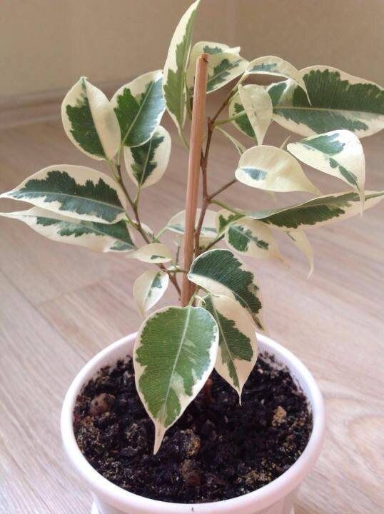 Почему ваш фикус Бенджамина теряет листья и как его спасти