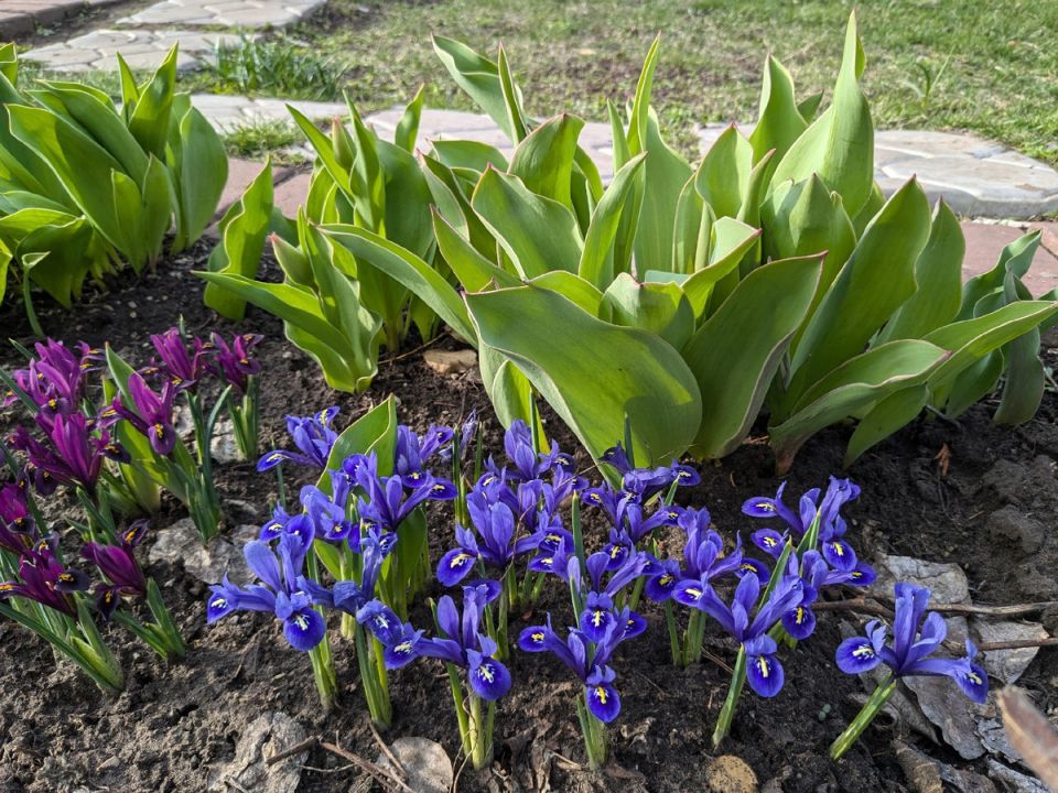 Почему пионы не радуют цветением: разбираемся в причинах