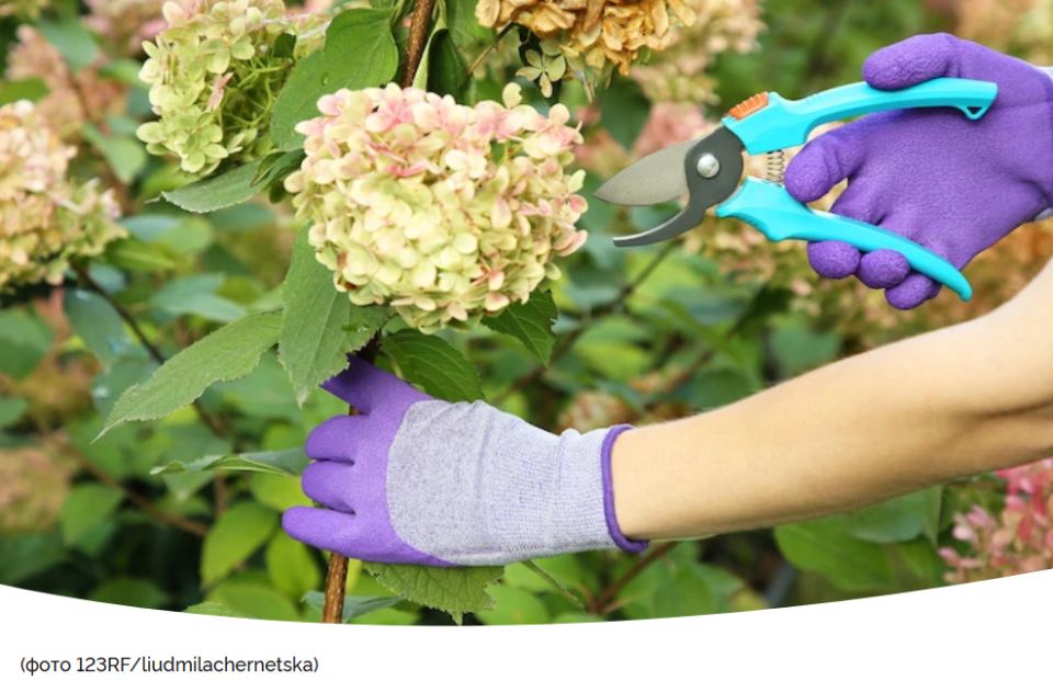 Обрезка декоративных кустарников: важный этап осеннего ухода