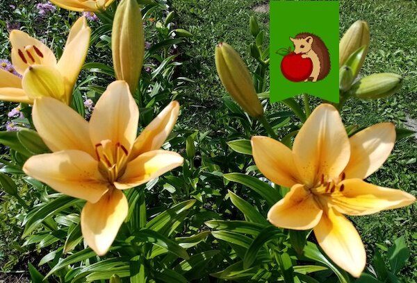 Как продлить цветение лилий: секреты полива и подкормки