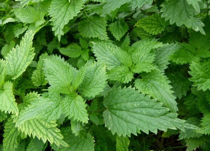 Крапивный веник в бане: секрет здоровья и красоты