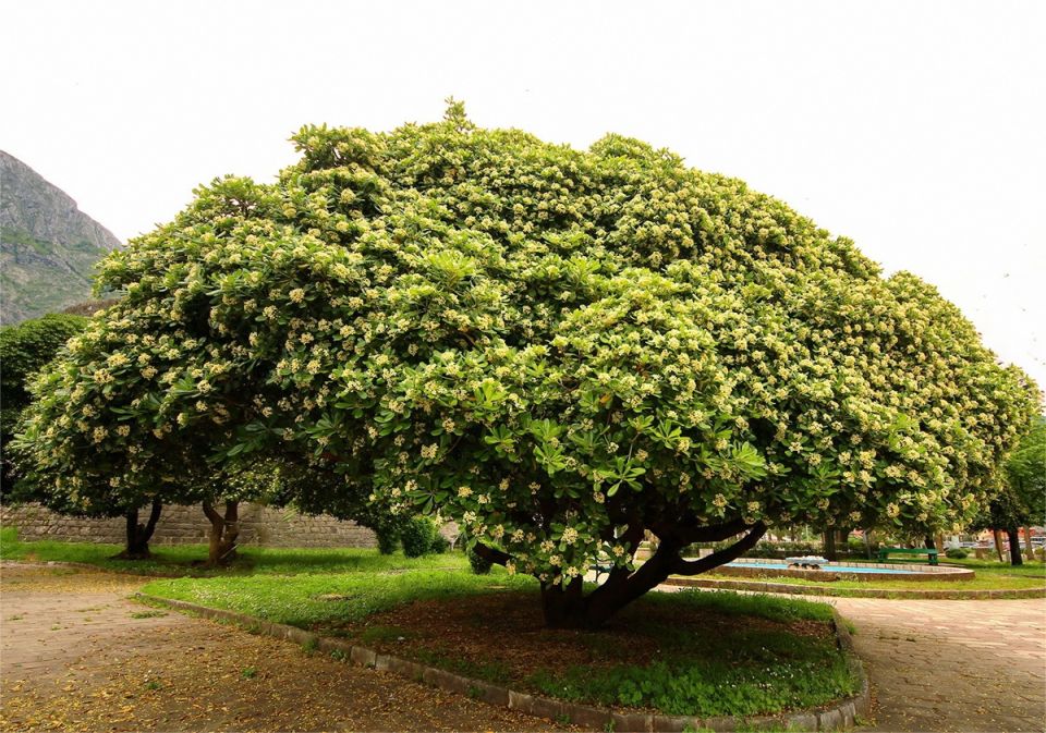 Сырное дерево, которое можно выращивать у себя в саду