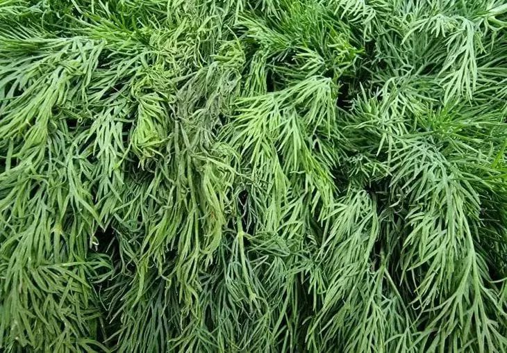 Лук, укроп или сельдерей: что выбрать для крепкого иммунитета