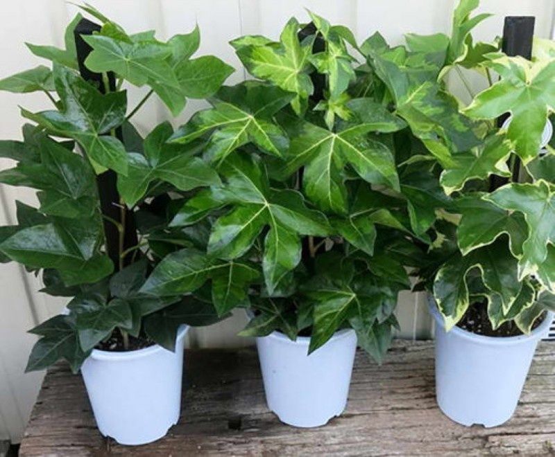 Фатсхедера: идеальное сочетание красоты и адаптивности в вашем доме