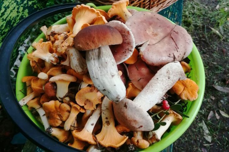 Забудьте про дорогой трюфель: этот обычный гриб даст тот же аромат