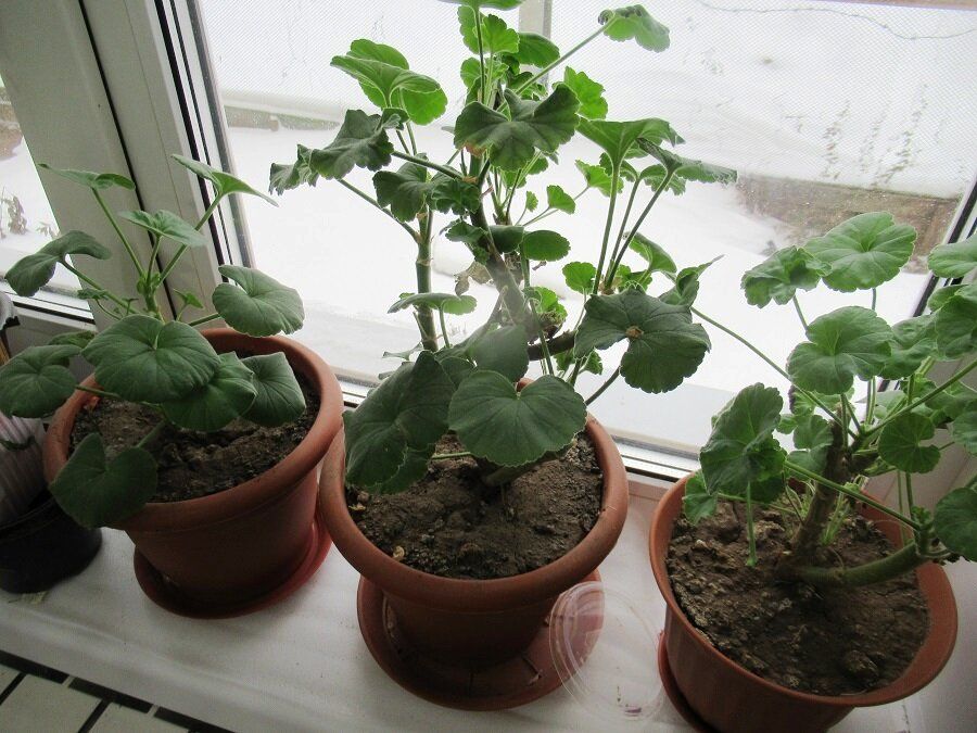 Зачем подкармливать герань зимой: советы по уходу