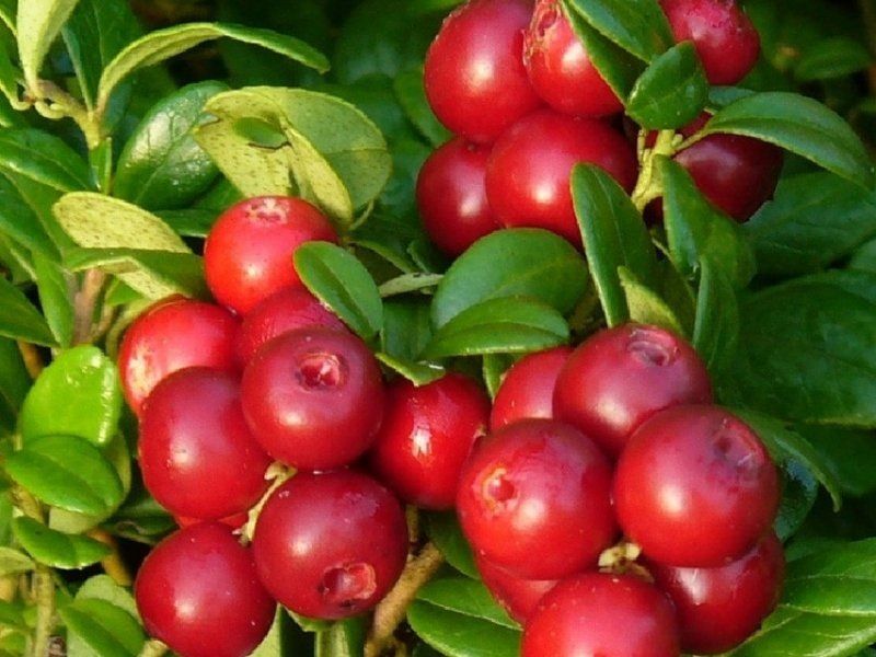 Зеленая жемчужина сада: секреты успешной посадки брусники