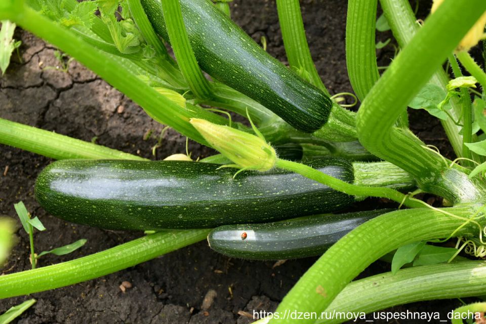 Как получить ранний урожай кабачков без лишних хлопот: секреты простого способа