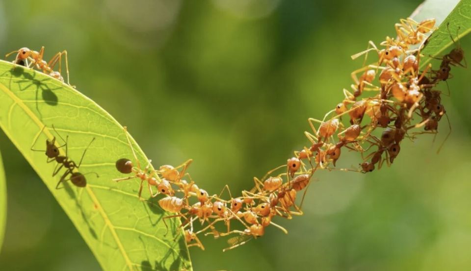 Муравьи в саду: как защитить урожай и сохранить природу