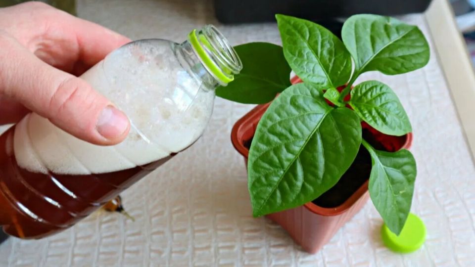 ��� ��������� ������������� �������: ������� ��������� �����