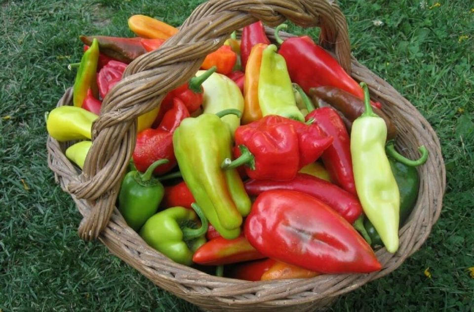 Высококачественные сорта сладкого перца для открытого грунта
