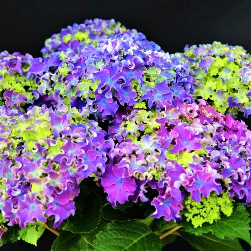 ��������� Curly Sparkle: ��� ���������� ��� � �������� ���