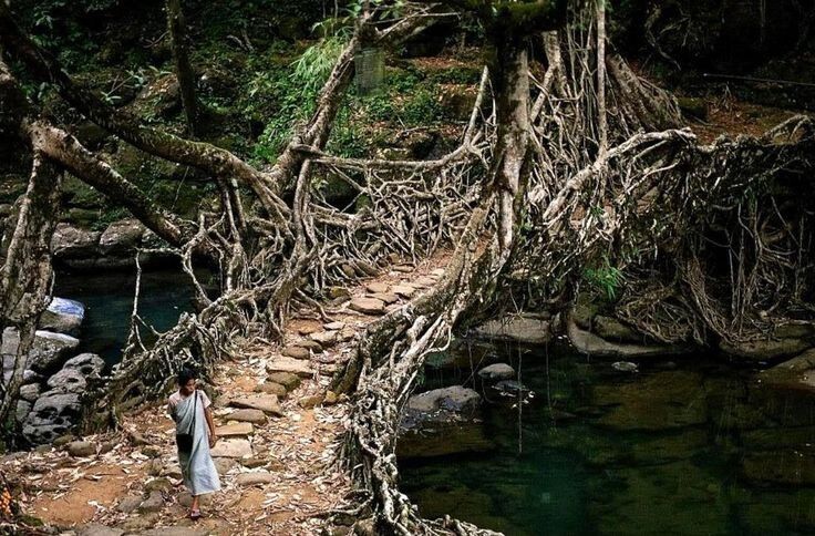 Живые мосты: уникальное соединение природы и инженерной мысли