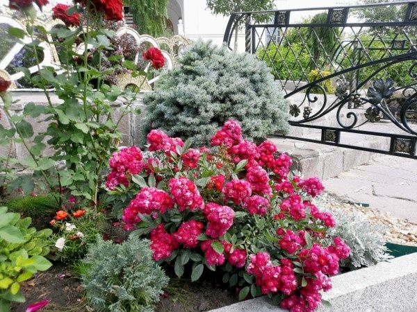 ����� �������� ������