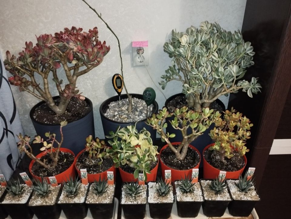 ��� ��������� ��������� �� ������������: ������ � ���������������� ������