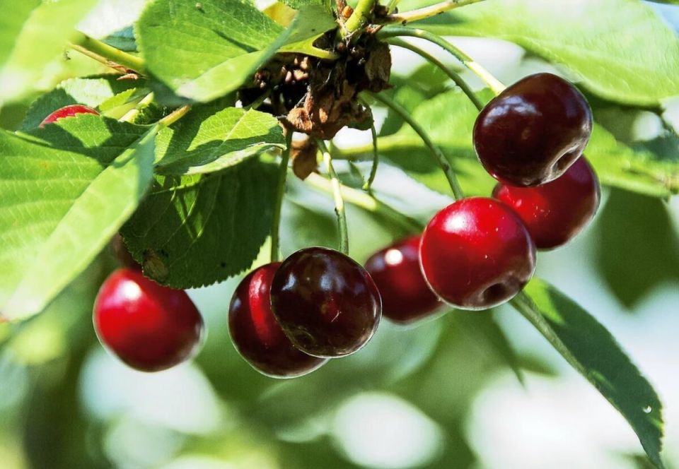 ��� ��������� �� ������ ������: ������� ������� ��� �������� ������