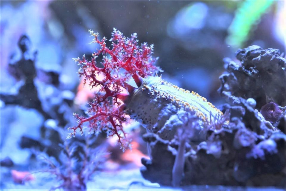 ������������ ������� ������: ����� ������ ����������� �����������