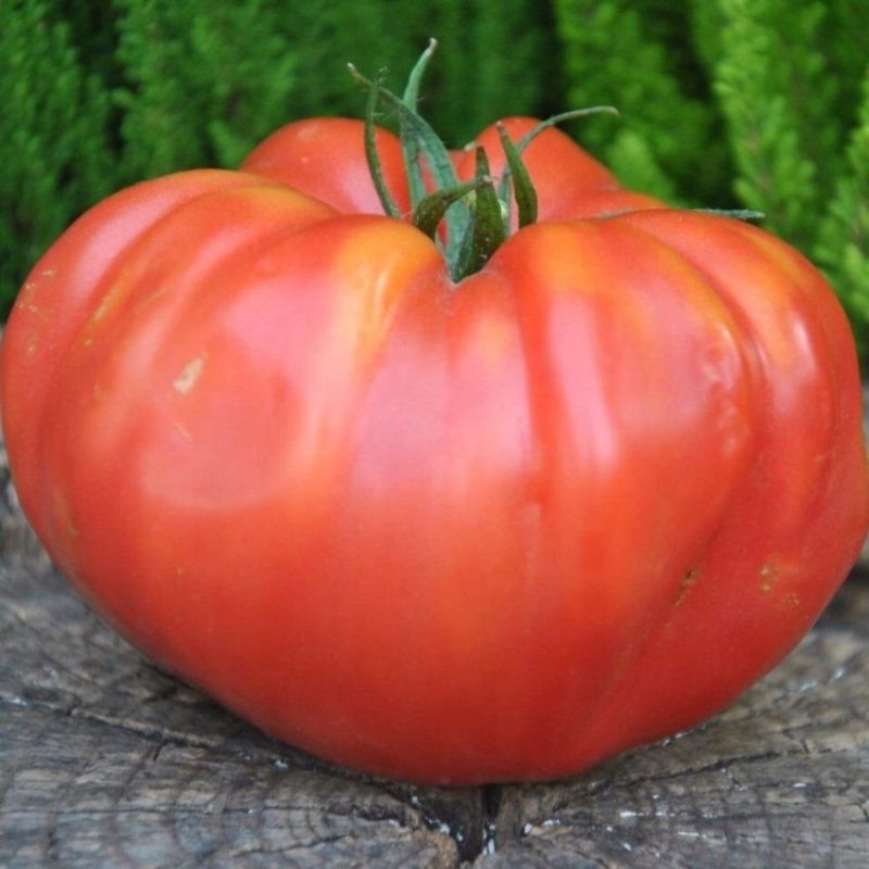 ����������� ���� �������: �������� ����������� ������������