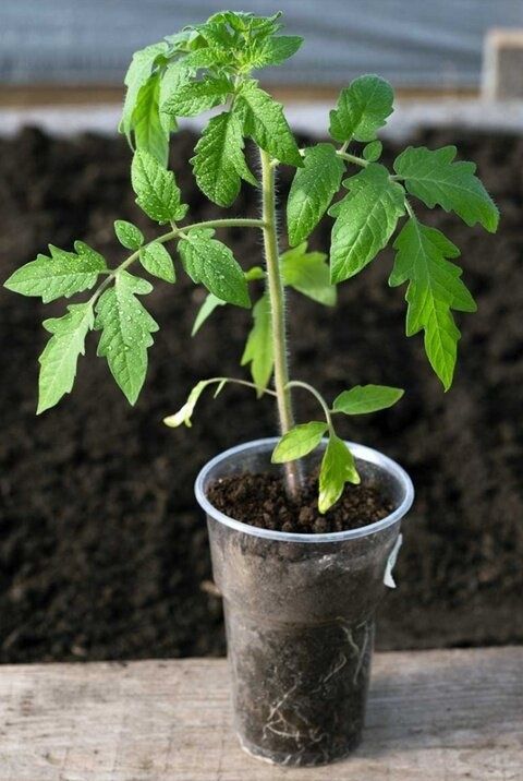 ��� ��������� �������� �������: ������� ������ ��������� ����������� ����