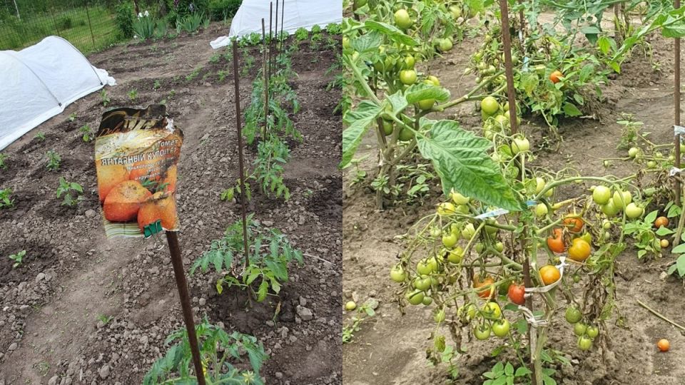 ������������� �� ����: ��� �������� ������� �������������� �����