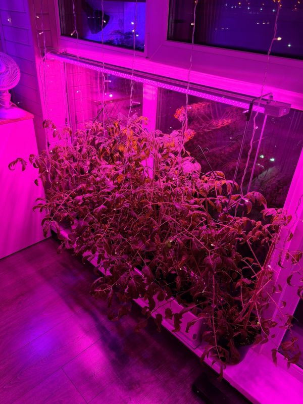 ��� ������� ���������� �������� � �������� �� �������: �������� ������