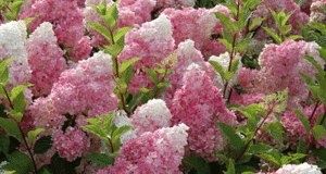 ��� ��������� ��������� ����������� ������� �����: ������� ��������� ����� � �������