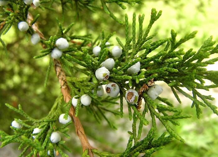 ��� ������ ���������� ��� ������������� � �������� ������� �������