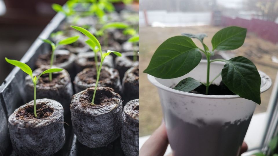 �������� ������ � ������� � ������ ������ �� ���������� �����