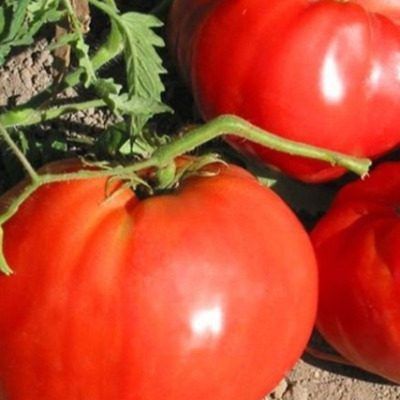 ����� ������� ���: ������������� ���� ��� ������� � ���� � ��������