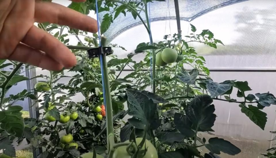 ��� ��������� ���������� ������ ��� ���������� ������