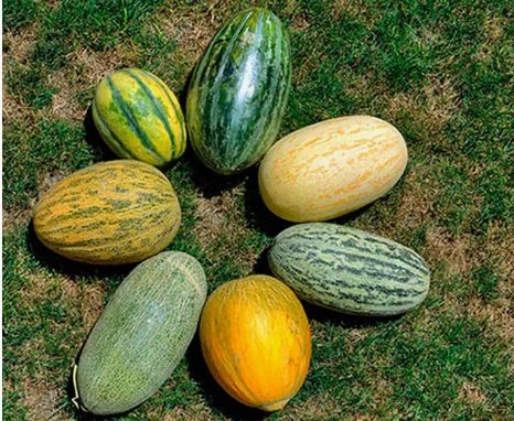 Увлеченные дынями: лучшие сорта, которые стоит попробовать