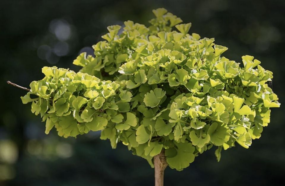 Выращивание гинкго билоба: от семян до красоты сада