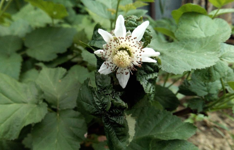 Почему ежевика цветет, но не плодоносит?