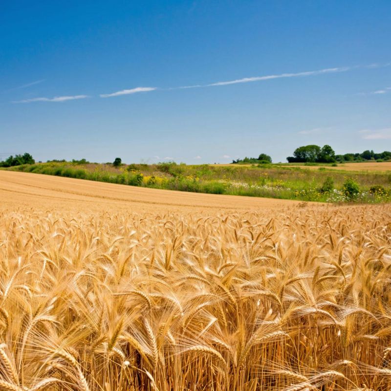 Пять наиболее требовательных сортов пшеницы: искусство агрономии или рискованный эксперимент?