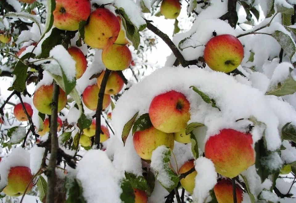 Как сохранить яблоки свежими до весны: секреты хранения