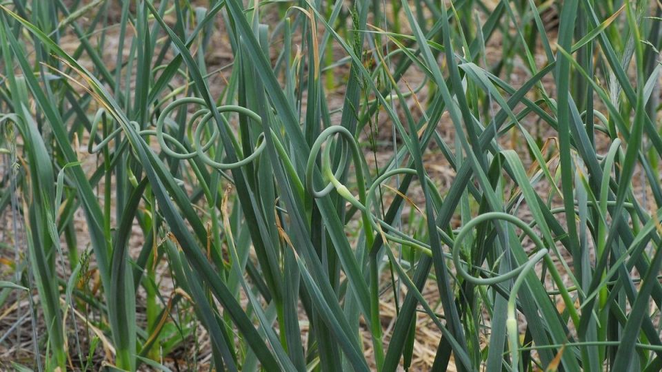 ��� ��������� �������� �������: ������ ��� �����������