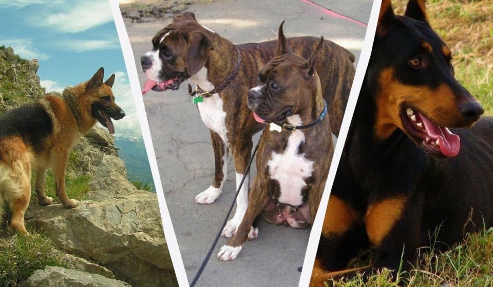 ����� ������� ������ �����: ���-15, ������� ������ ������ ������� ��������