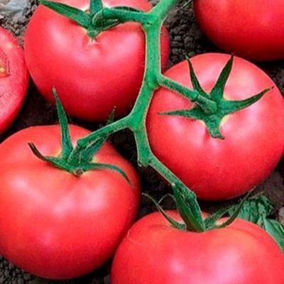 ����� ������� ����: ��������� ����� ��� ������� ������ � �������� �����