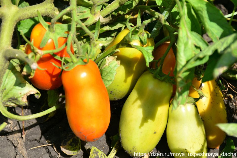 ����� ���������� ���������: ��������� ����� ��� �����������