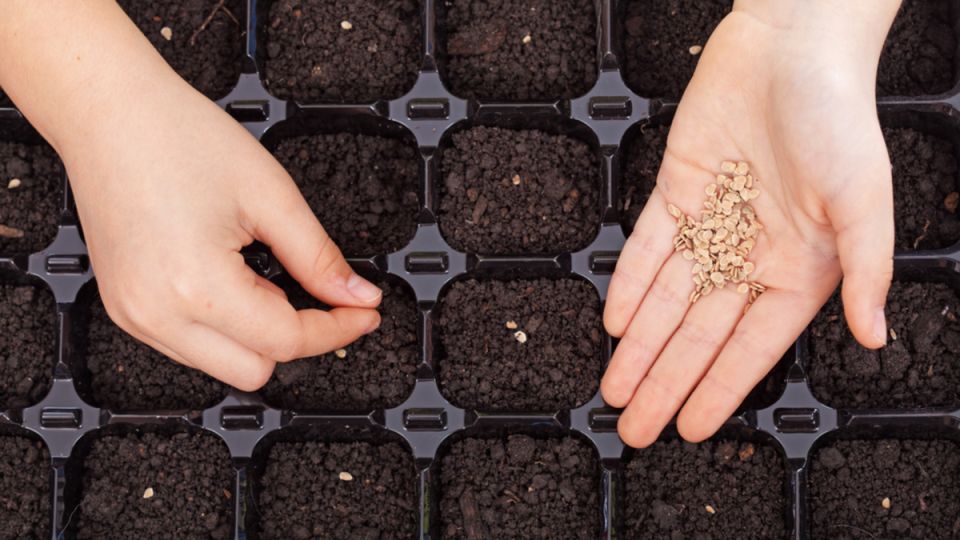 ���������� �� �����: �������� ����������� ����� ������ �� ��������� � ���� �������