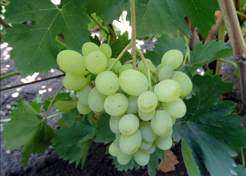 ����� ����������� ������: ������ � '�����' � '�������'